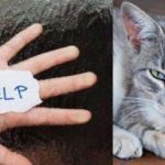 KPAI Minta Polisi Tangani Kasus Tewasnya Bocah Dipaksa Setubuhi Kucing