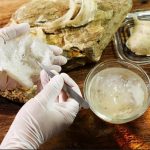 Manfaat Sarang Burung Walet untuk Kesehatan Jantung dan Otak.