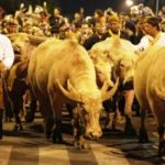 Keraton Kasunanan Surakarta Siapkan 5 Kebo Bule untuk Malam 1 Suro