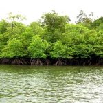 ilustrasi hutan mangrove