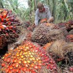 ilustrasi kalapa sawit