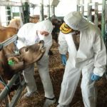 Jatim Catat Angka Tertinggi Vaksinasi PMK se-Indonesia