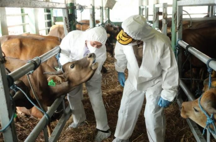 Jatim Catat Angka Tertinggi Vaksinasi PMK se-Indonesia