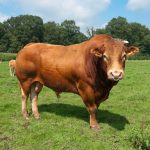 Jelang Hari Raya Idul Adha, Harga Sapi Limosin Online Capai Ratusan Juta