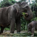 Gajah Sumatera