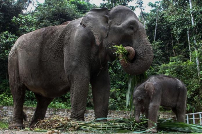 Gajah Sumatera