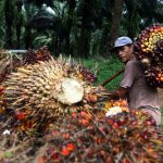 Petani Kelapa Sawit