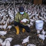 Ini Dia Perusahaan Indonesia yang Dapat Izin Pasok Ayam ke Singapura