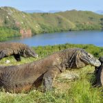 Pulau Komodo