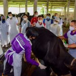 Gubernur Jawa Timur Khofifah Indar Parawansa saat mengecek salah satu hewan ternak.