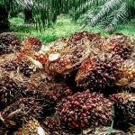 China Sepakat Beli Satu Juta Ton Kelapa Sawit Indonesia