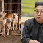 Korut Krisis Pangan, Orang Kaya Makan Sup Anjing.