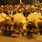 Tradisi Kirab Kebo Bule Kyai Slamet dan Pusaka