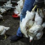 Singapura Krisis Ayam, Indonesia Pasok Ayam ke Singapura.