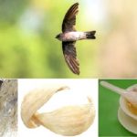 Manfaat Sarang Burung Walet untuk Kesehatan Jantung dan Otak