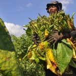 petani-memanen-daun-tembakau-di-persawahan-desa-mandisari-parakan-_160824145358-166