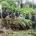 TNI-AD Temukan Ladang Ganja di Keerom Papua