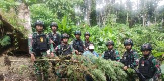 TNI-AD Temukan Ladang Ganja di Keerom Papua