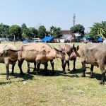 5 kebo bule untuk Kirab Malam 1 Suro