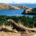 Tiket Masuk Pulau Komodo Naik, Pulau Rinca Bisa jadi Alternatif