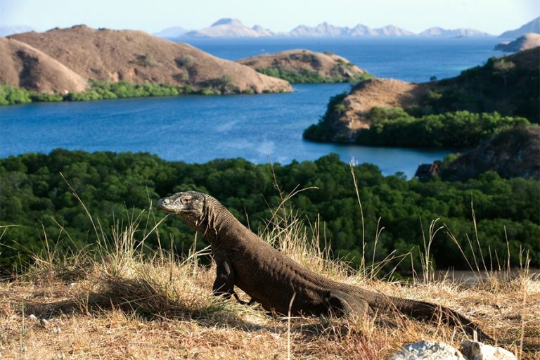 Tiket Masuk Pulau Komodo Naik, Pulau Rinca Bisa jadi Alternatif