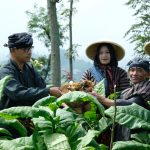 Ritual Wiwit Mbako Awali Masa Panen Tembakau