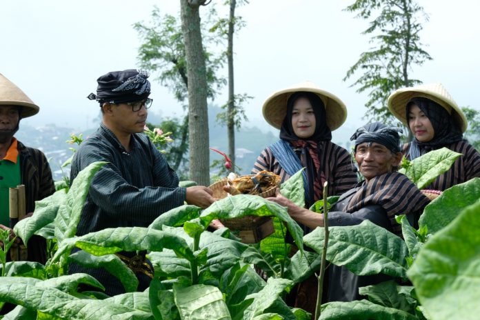 Ritual Wiwit Mbako Awali Masa Panen Tembakau