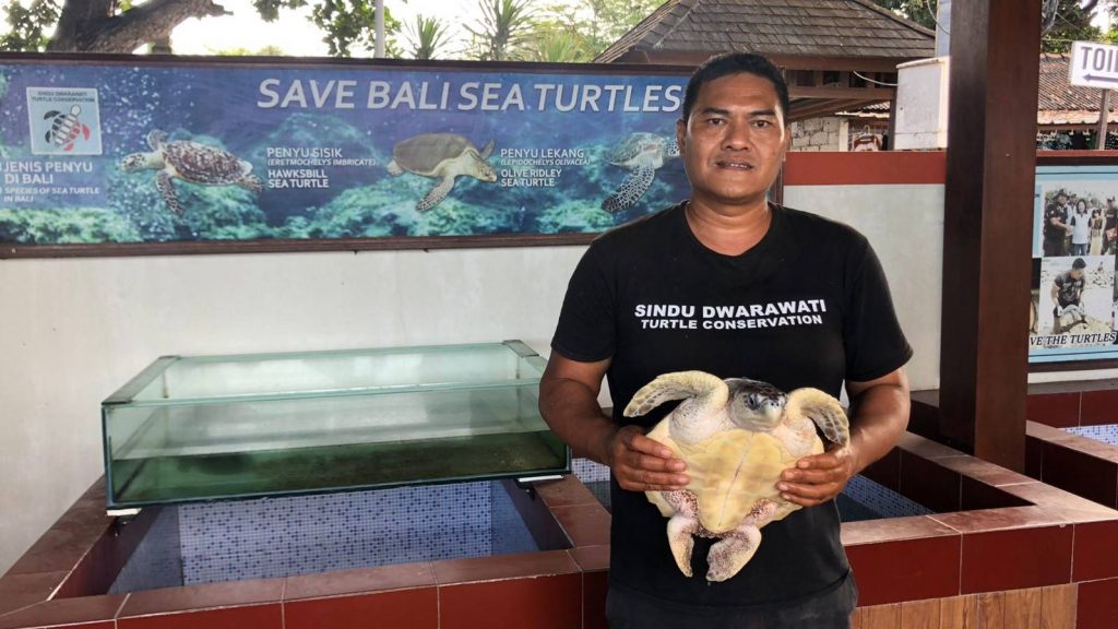 Konservasi Penyu Dwarawati yang dikelola oleh warga kawasan Pantai Sindhu, Denpasar, Bali.