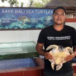 Konservasi Penyu Dwarawati yang dikelola oleh warga kawasan Pantai Sindhu, Denpasar, Bali.