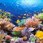 Pemerintah Ajak Negara-negara G20 Dukung Restorasi Terumbu Karang