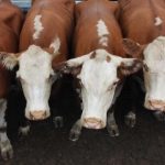 ilustrasi sapi impor Australia