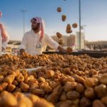 Arab Saudi Ekspor Lebih dari 300 Spesies Kurma Setiap Tahunnya