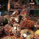 Mulai Pekan Depan, Mendag Wajibkan Pengusaha Beli TBS Sawit Rp2.000 per Kg