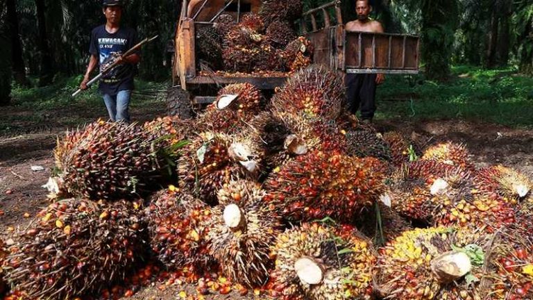 Mulai Pekan Depan, Mendag Wajibkan Pengusaha Beli TBS Sawit Rp2.000 per Kg
