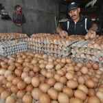 Mahalnya Pakan dan Bibit Ayam Petelur, Harga Telur Ayam Kini Capai Rp35 Ribu