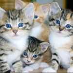 ilustrasi kucing