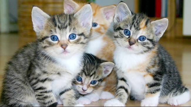 ilustrasi kucing