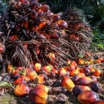 ilustrasi kelapa sawit