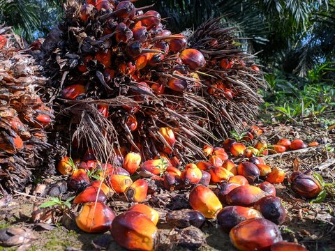 ilustrasi kelapa sawit