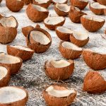 ilustrasi kelapa kering