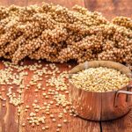 Alternatif Pengganti Gandum, BRIN Dorong Pengembangan dan Pemanfaatan Sorgum