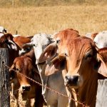 Akibat PMK, Jumlah Impor Sapi Potong dari Australia Menurun