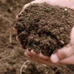 ilustrasi pupuk organik