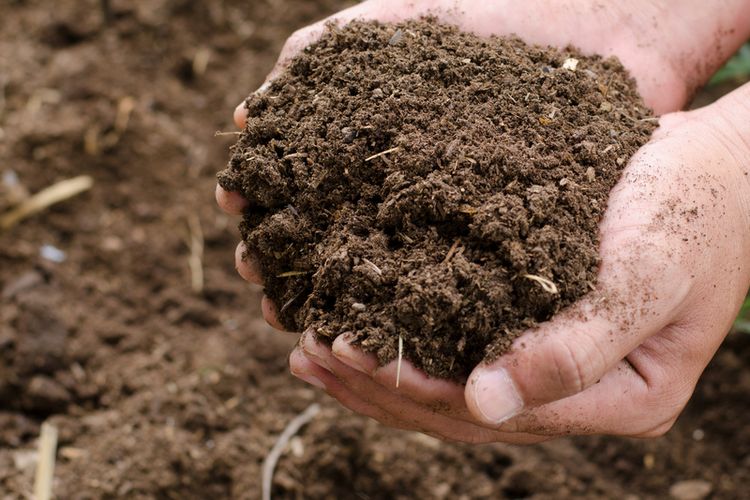 ilustrasi pupuk organik