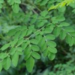 Apakah Daun Kelor Bisa Turunkan Kolesterol Tinggi? Simak Penjelasannya!