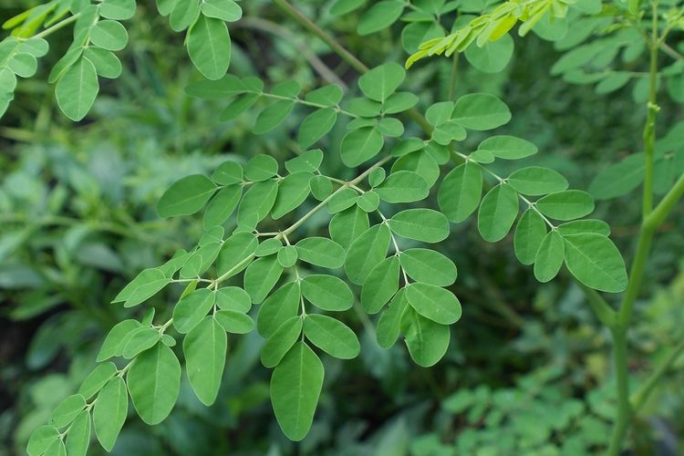 Apakah Daun Kelor Bisa Turunkan Kolesterol Tinggi? Simak Penjelasannya!