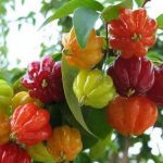 Manfaat Buah Dewandaru, Bisa Untuk Kesehatan Mata hingga Mengatasi Insomnia