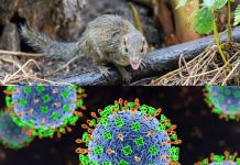 Virus Langya Henipavirus