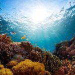 ilustrasi terumbu karang