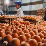 ilustrasi pedagang telur ayam